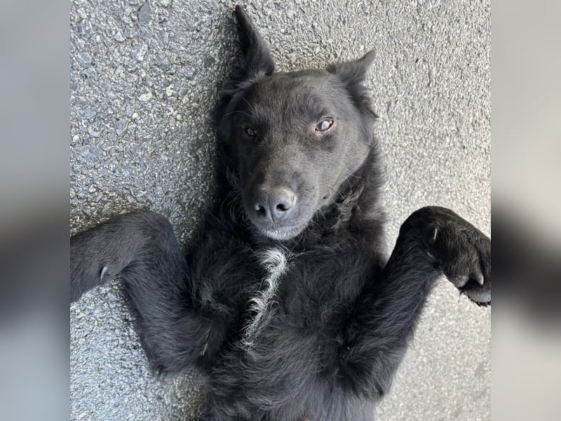 Blacky will Liebe spüren und verteilen
