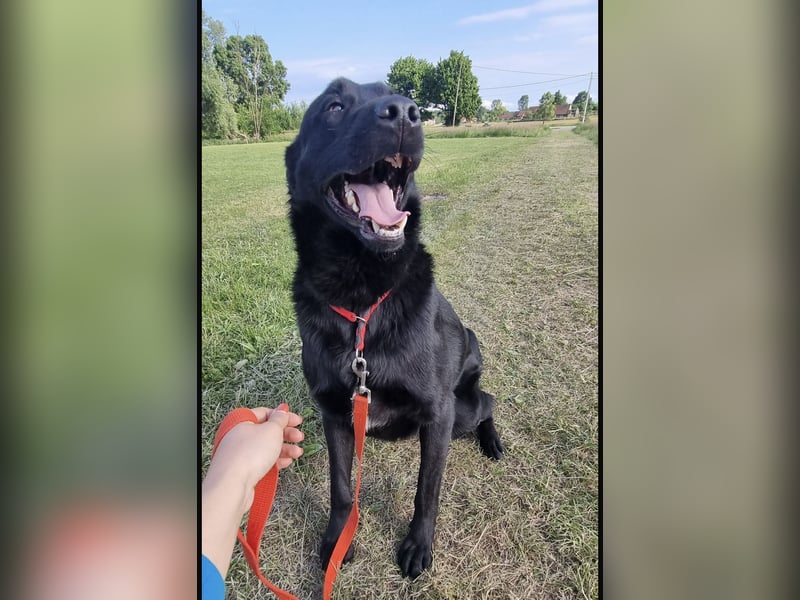 Shakir ein großer Hund mit großem Herz