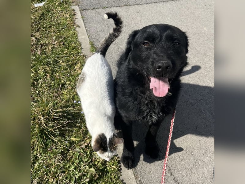 Nero ein absolut gutmütiger Familienhund