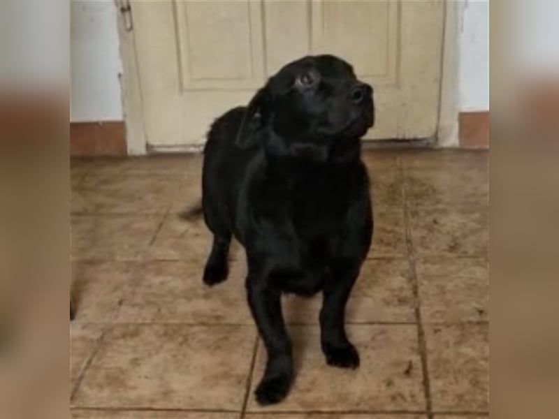 Enzo ein braver