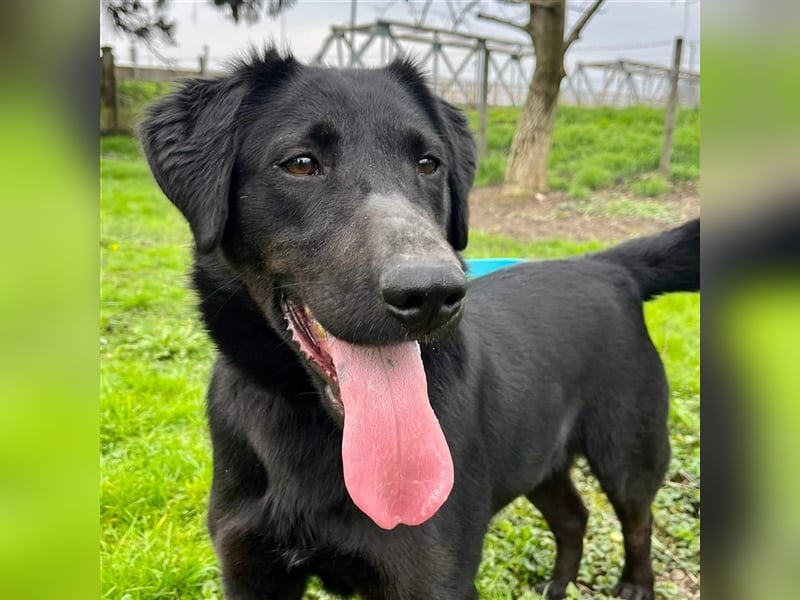 Django - Traumhund fast 3 Jahre in Tierheim