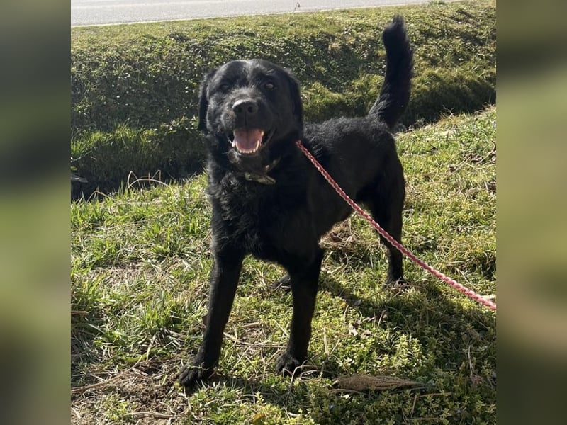 Nero ein absolut gutmütiger Familienhund