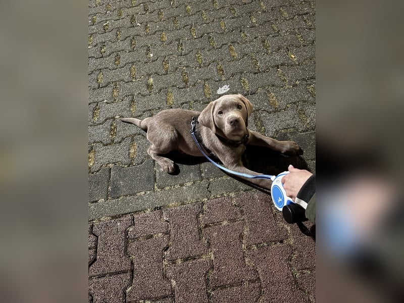 Labrador Silber