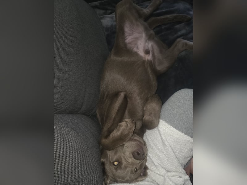 Labrador Silber