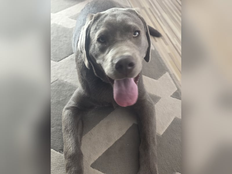 Labrador Silber