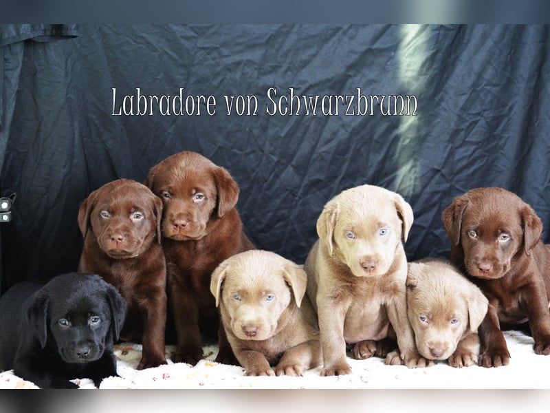 Typvolle Labradorwelpen mit Ahnentafel