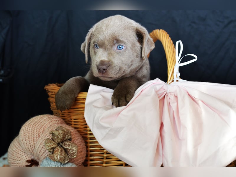 Typvolle Labradorwelpen mit Ahnentafel