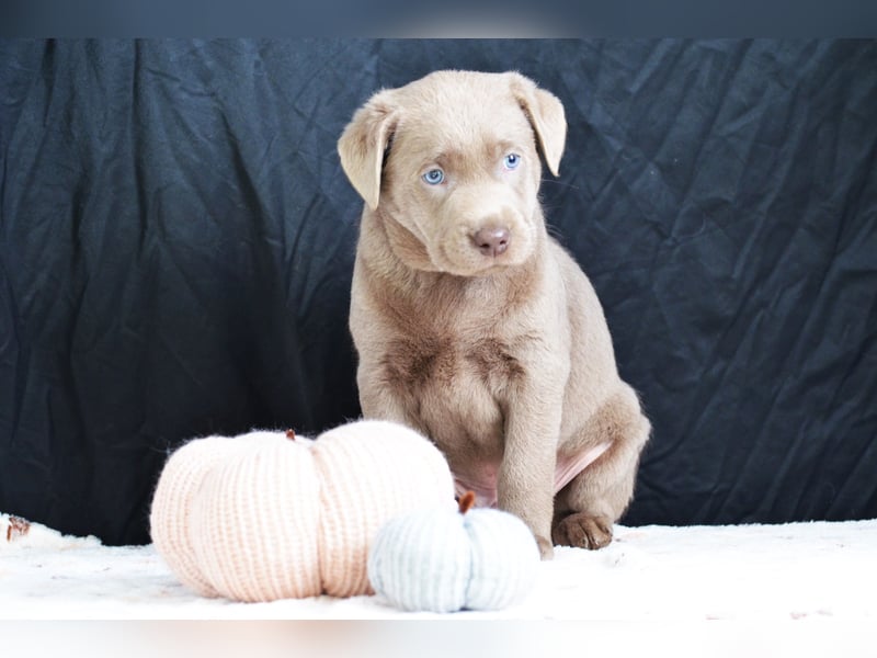 Typvolle Labradorwelpen mit Ahnentafel