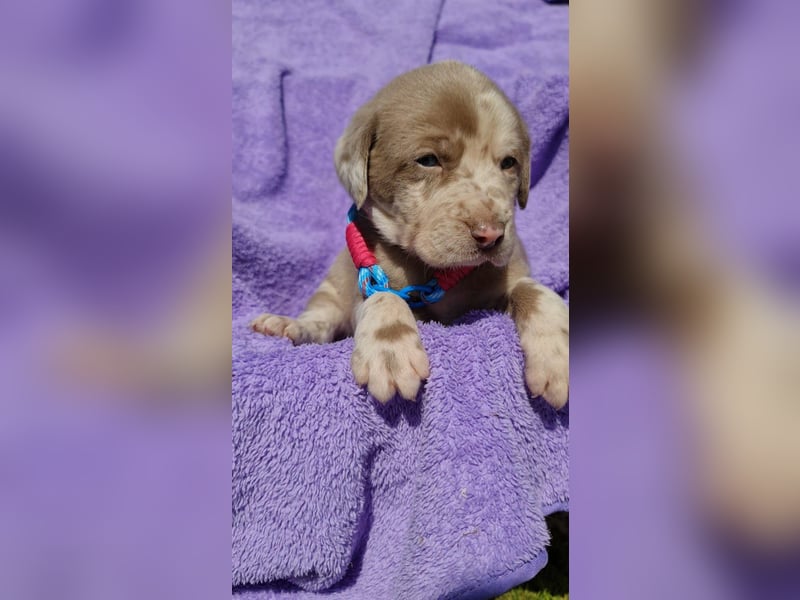Labrador Aussiedor Welpen,Abgabebereit, aus liebevoller Zucht