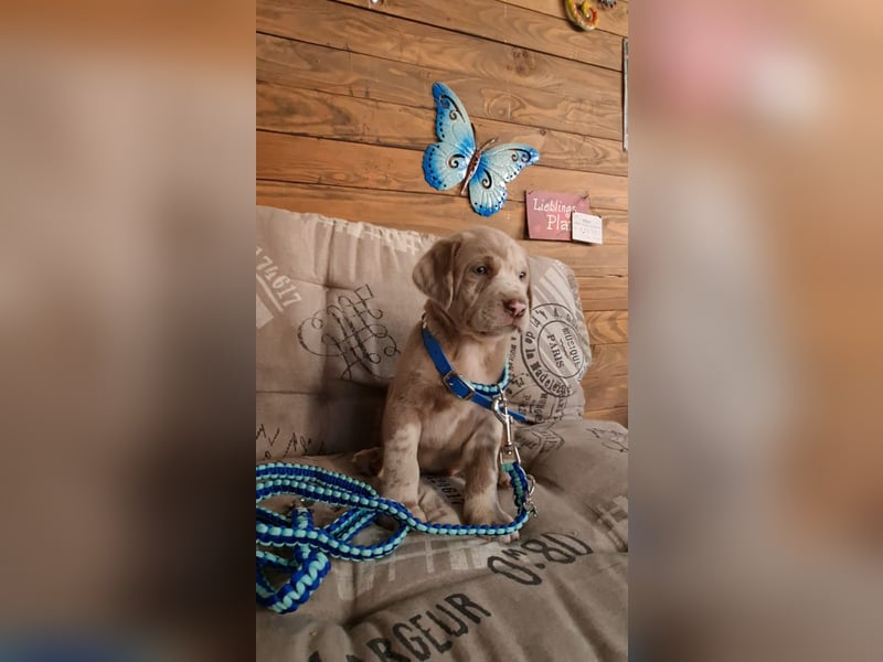 Labrador Aussiedor Welpen,Abgabebereit, aus liebevoller Zucht