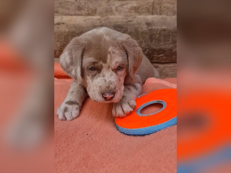 Labrador Aussiedor Welpen,Abgabebereit, aus liebevoller Zucht