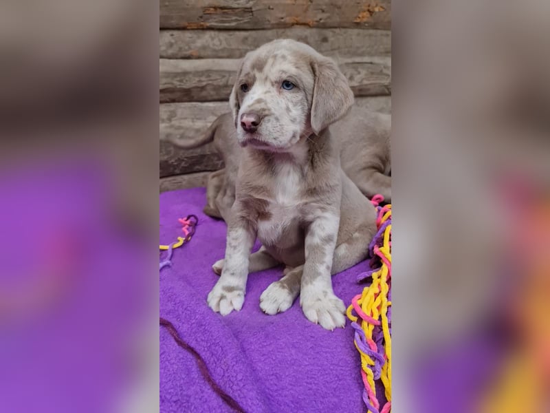 Labrador Aussiedor Welpen,Abgabebereit, aus liebevoller Zucht