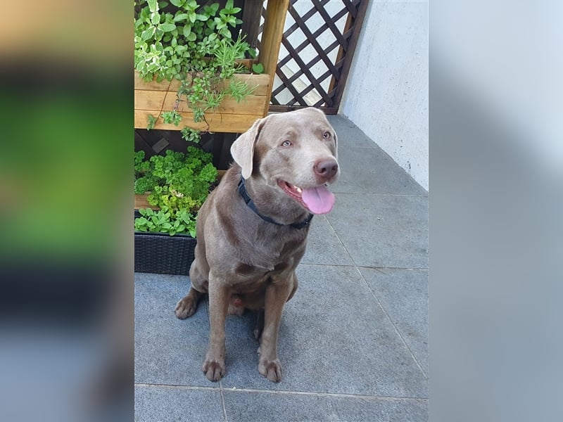 Deckrüde Labrador silber mit Ahnentafel  Harald von der Plauer Seelandschaft