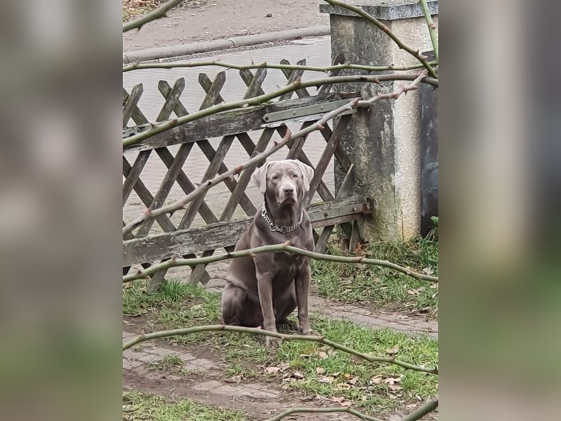 Deckrüde Labrador silber mit Ahnentafel  Harald von der Plauer Seelandschaft
