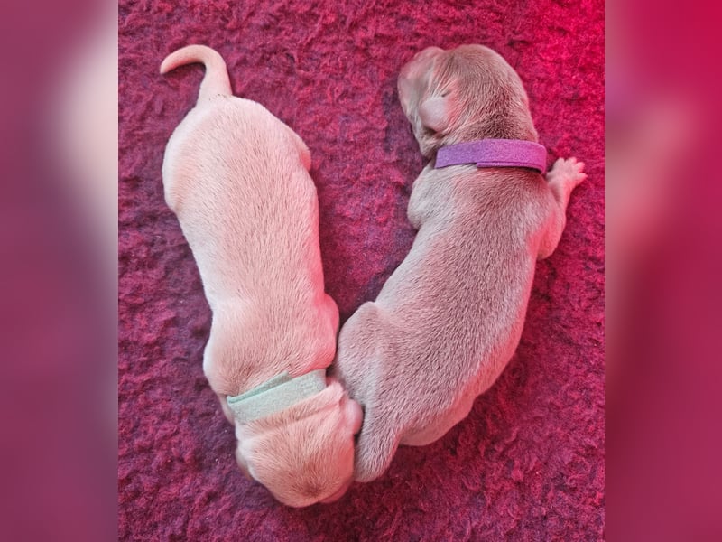 Labrador Welpen silber mit Ahnennachweis Juli '25