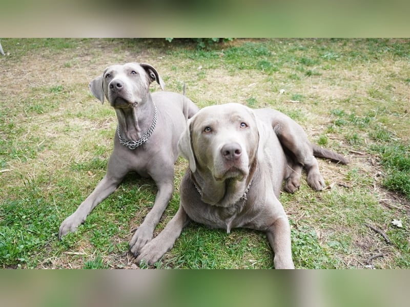 Deckrüde Labrador silber mit Ahnentafel  Harald von der Plauer Seelandschaft