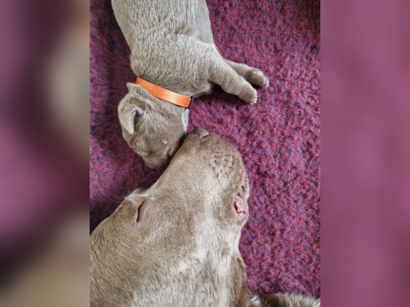 Labrador Welpen silber mit Ahnennachweis Juli '25