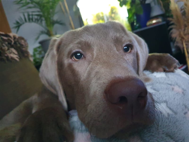Deckrüde Labrador silber mit Ahnentafel  Harald von der Plauer Seelandschaft