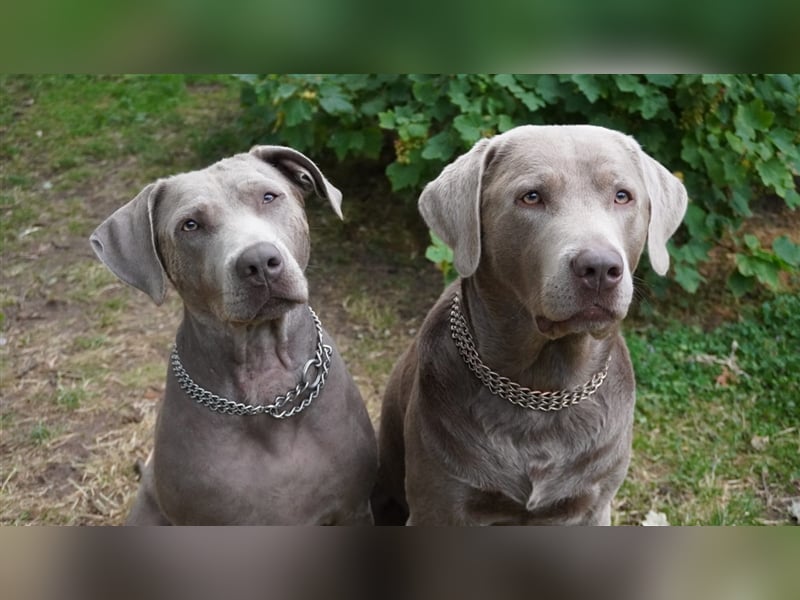 Deckrüde Labrador silber mit Ahnentafel  Harald von der Plauer Seelandschaft