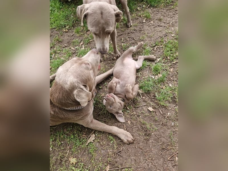 Deckrüde Labrador silber mit Ahnentafel  Harald von der Plauer Seelandschaft