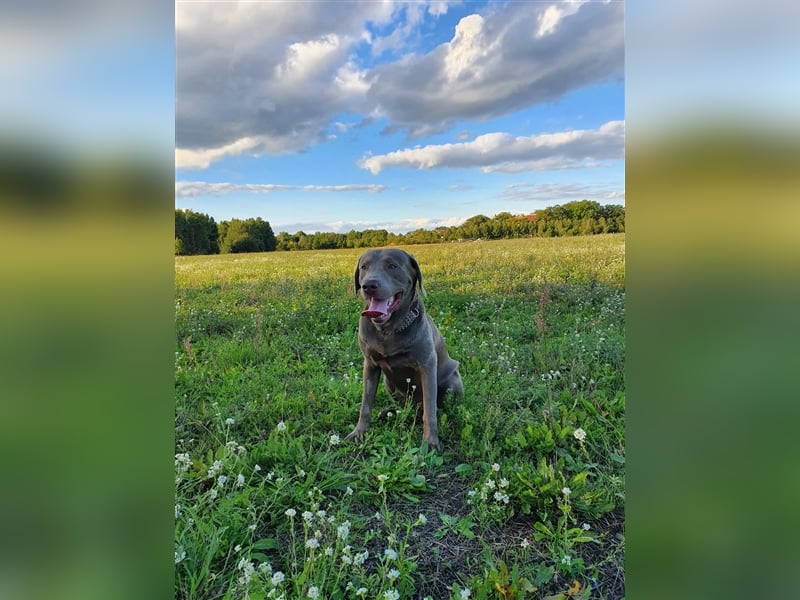 Deckrüde Labrador silber mit Ahnentafel  Harald von der Plauer Seelandschaft