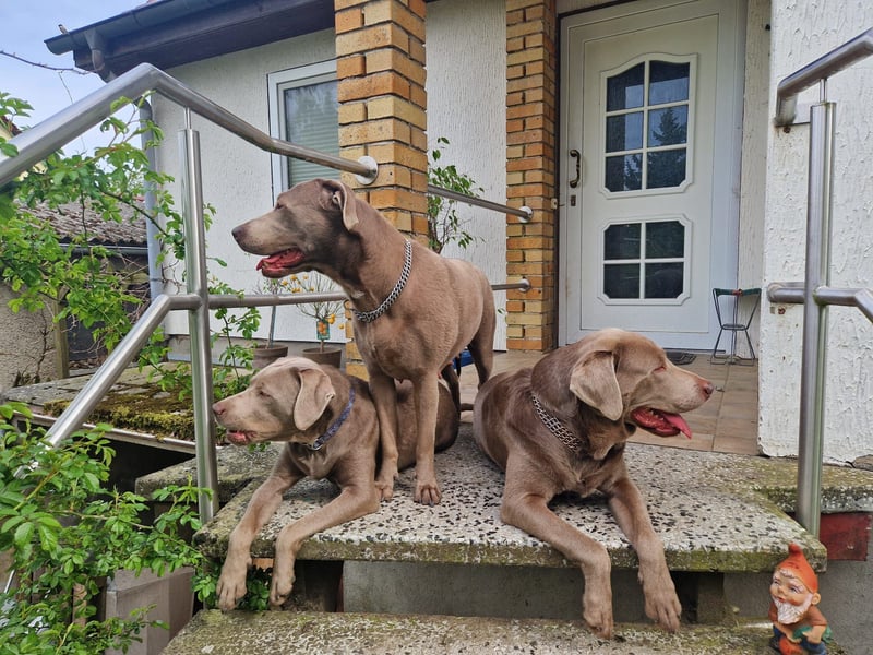 Labrador Welpen silber mit Ahnennachweis Juli '25