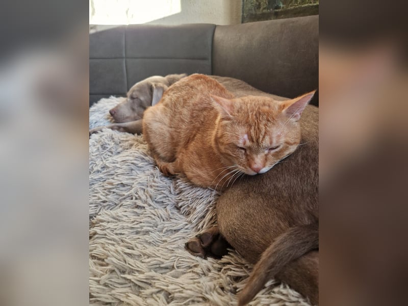 Labrador Welpen silber mit Ahnennachweis Juli '25