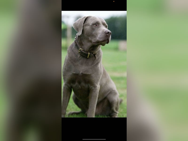 Labrador Welpen silber mit Ahnennachweis Juli '25