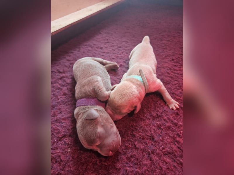 Labrador Welpen silber mit Ahnennachweis Juli '25