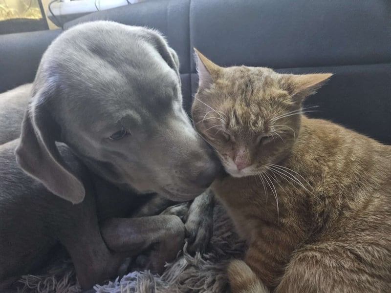 Labrador Welpen silber mit Ahnennachweis Juli '25