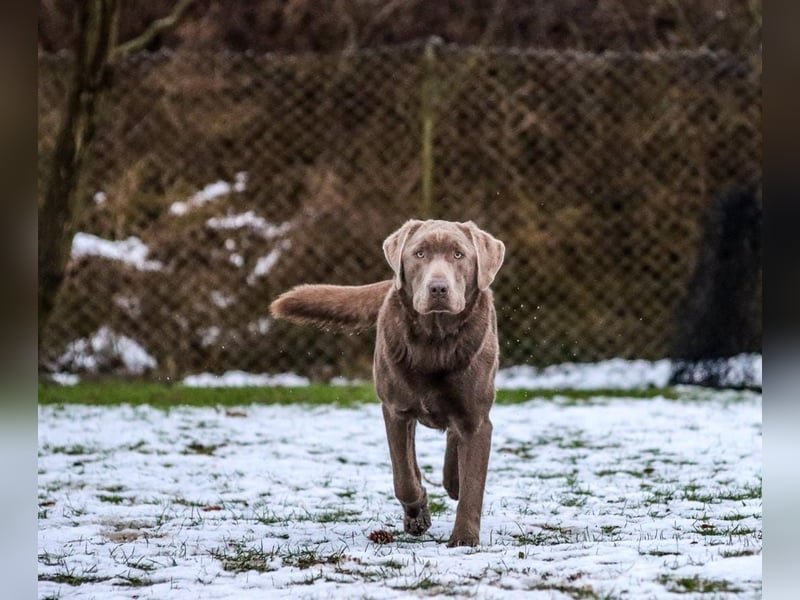 Deckrüde Labrador Retriever