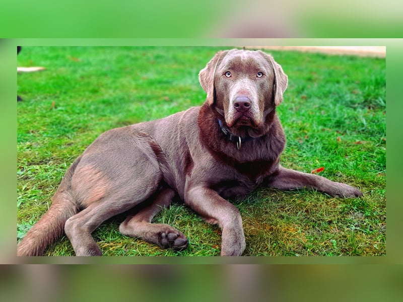 Deckrüde Labrador Retriever