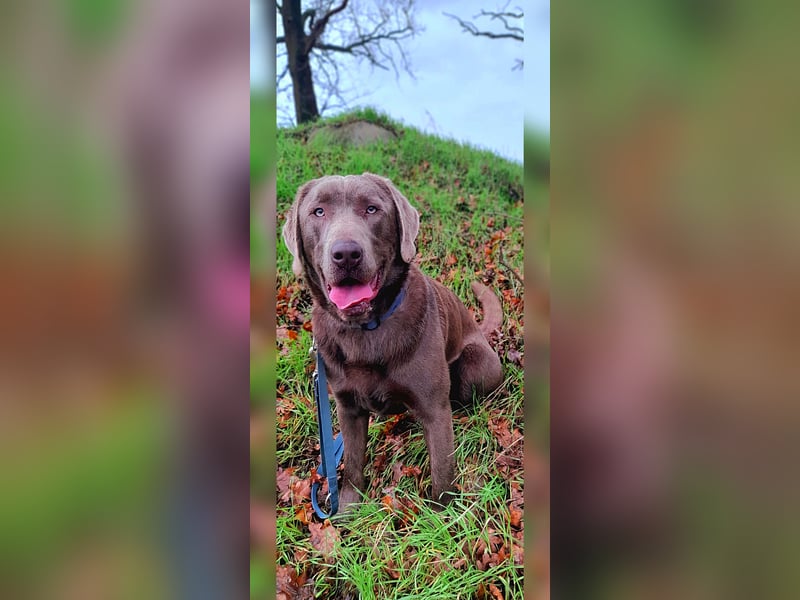 Deckrüde Labrador Retriever