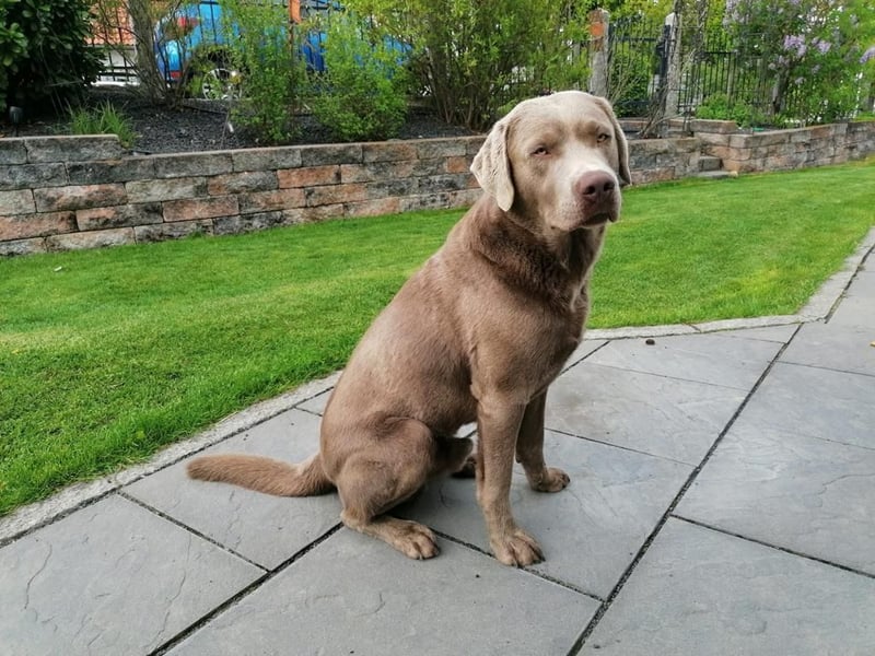 Erfahrener Silber-Labrador Deckrüde Balou