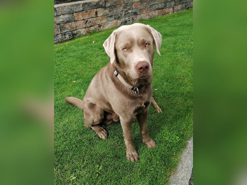 Erfahrener Silber-Labrador Deckrüde Balou
