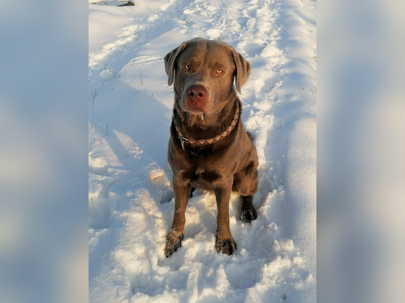 Erfahrener Silber-Labrador Deckrüde Balou