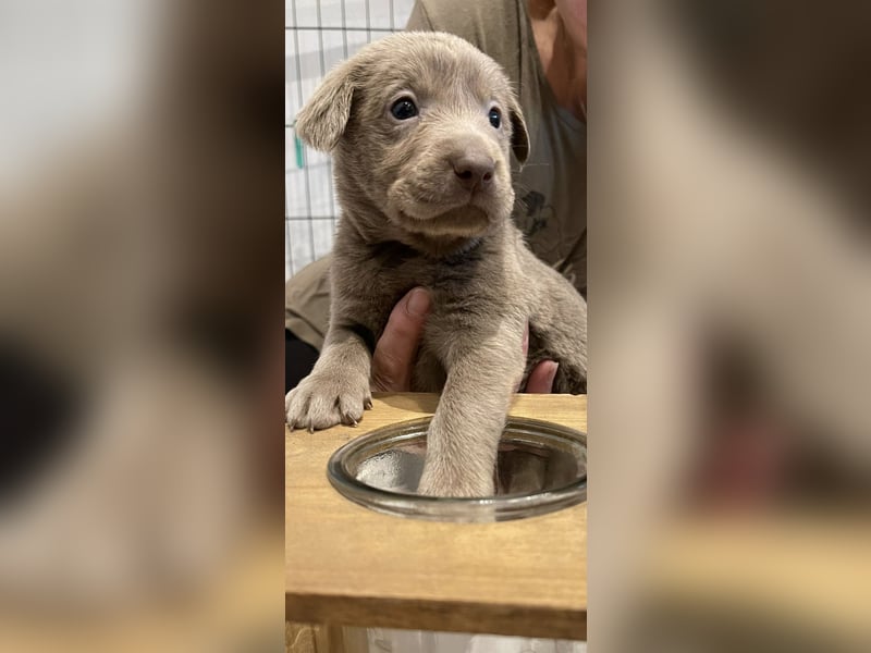 Labrador Welpen in Silber & Charcoal