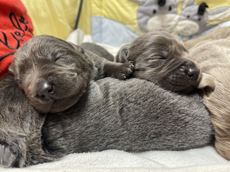 Labrador Welpen in Silber & Charcoal