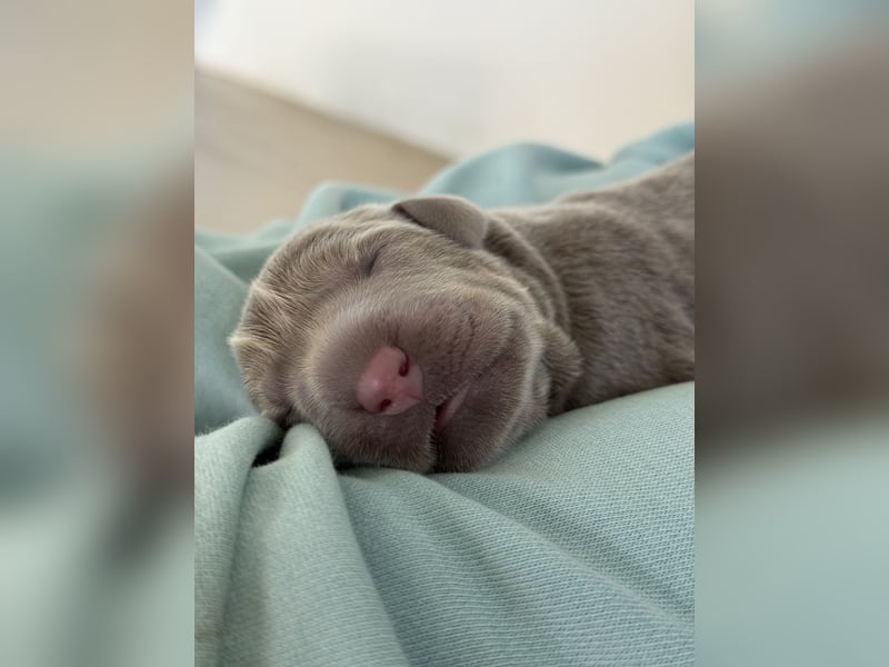 Labrador Welpen Rüde Silber