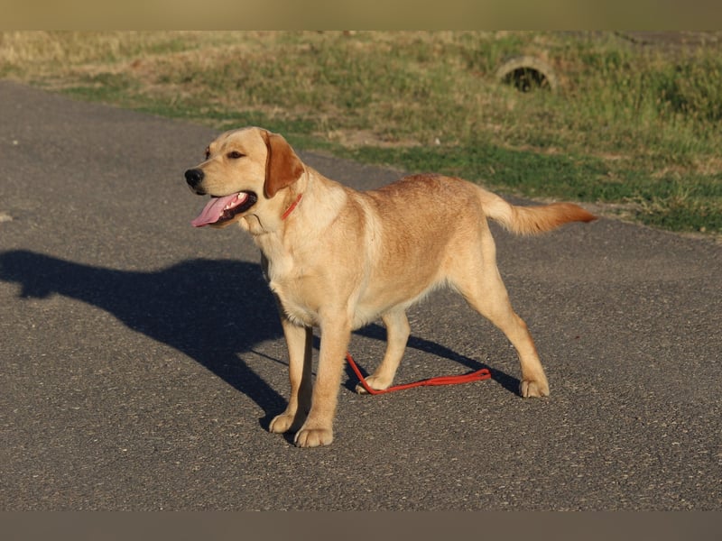 labrador retriever Rude