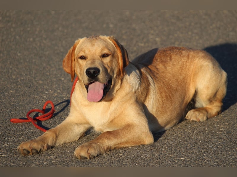 labrador retriever Rude