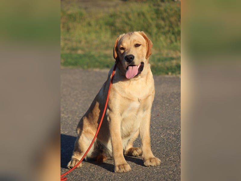 labrador retriever Rude