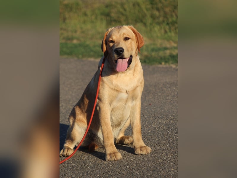 labrador retriever Rude