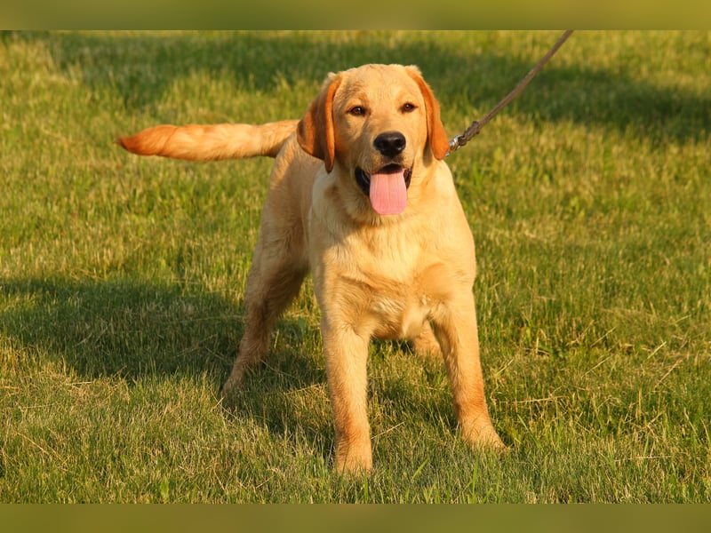 labrador retriever Rude