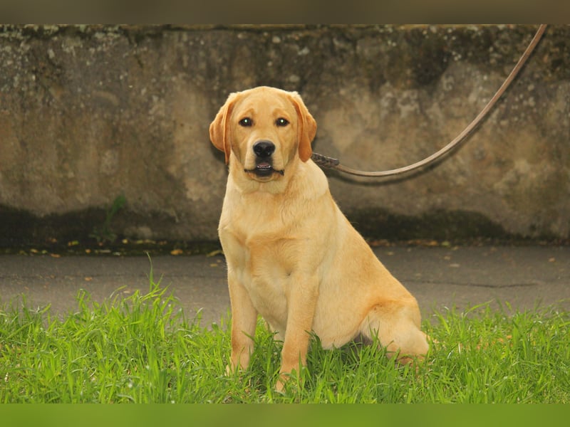 labrador retriever Rude