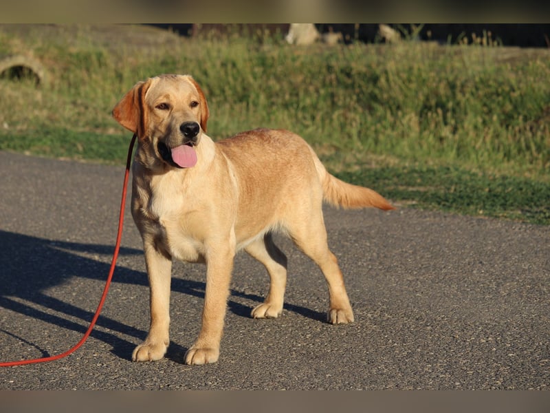 labrador retriever Rude