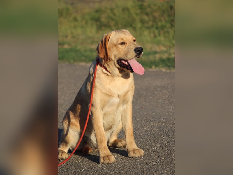 labrador retriever Rude