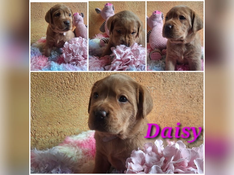 Labrador Welpen Gelb Foxred