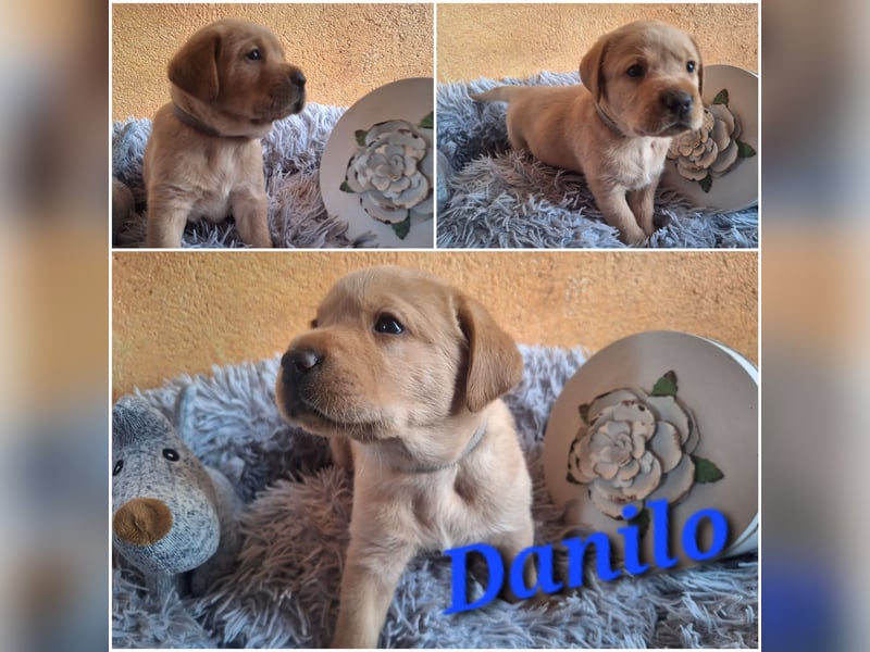 Labrador Welpen Gelb Foxred