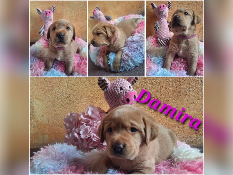 Labrador Welpen Gelb Foxred